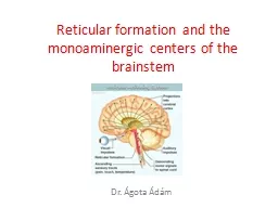 Reticular   formation  and