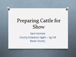 Preparing Cattle for Show