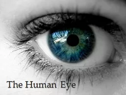 The Human Eye Parts of the Eye
