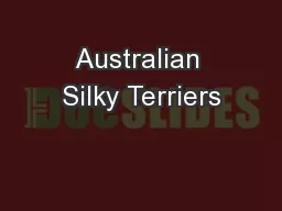 Australian Silky Terriers