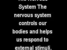 The Nervous System The nervous system controls our bodies and helps us respond to external