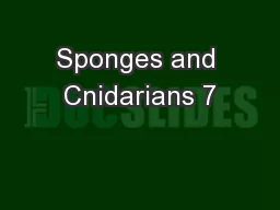 Sponges and Cnidarians 7