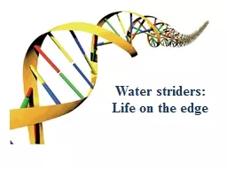 Water striders: Life on the edge