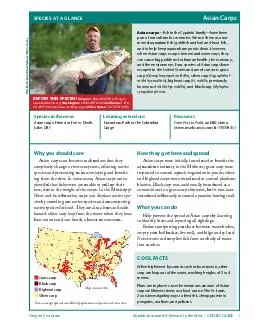 Asian Carps Species in the news Learning extensions Re