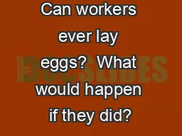 Can workers ever lay eggs?  What would happen if they did?