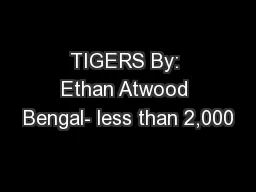 TIGERS By: Ethan Atwood Bengal- less than 2,000