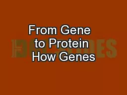 From Gene  to Protein How Genes