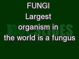 FUNGI Largest organism in the world is a fungus