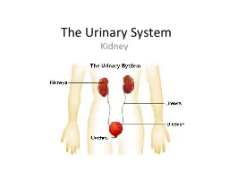 The Urinary System Kidney