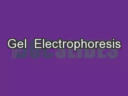 Gel  Electrophoresis