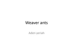 Weaver ants Aden  yeriah