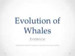 Evolution of Whales Evidence