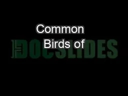 Common  Birds of