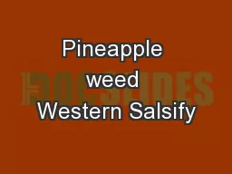 Pineapple weed Western Salsify