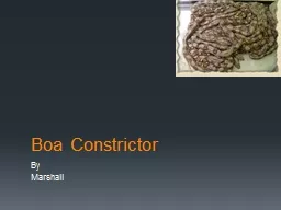 Boa Constrictor By Marshall