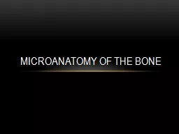 MICROANATOMY OF THE BONE