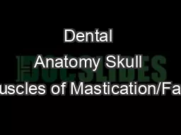 Dental Anatomy Skull   Muscles of Mastication/Facial
