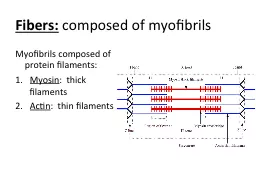 Fibers:  composed of myofibrils