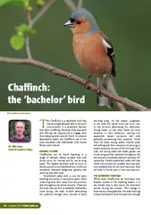 Chaffinch the bachelor bird