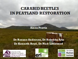 CARABID beetles   IN PEATLAND RESTORATION
