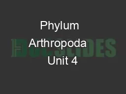 Phylum  Arthropoda   Unit 4