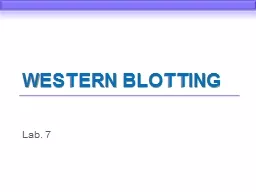 Western Blotting Lab. 7 Introduction