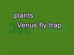 plants               Venus fly trap