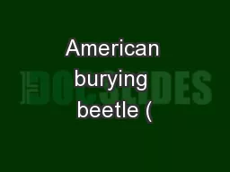 American burying beetle (