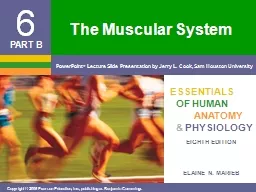 The Muscular System The Sliding Filament Theory