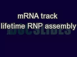 mRNA track lifetime RNP assembly