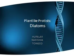 Plantlike   Protists : Diatoms
