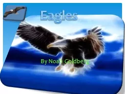 Eagles By Noah Goldberg