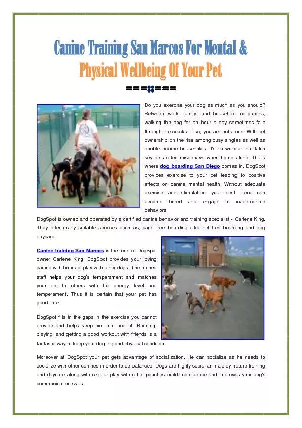 Canine Training San Marcos For Your Pet