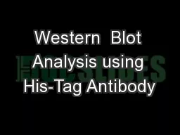 Western  Blot Analysis using His-Tag Antibody