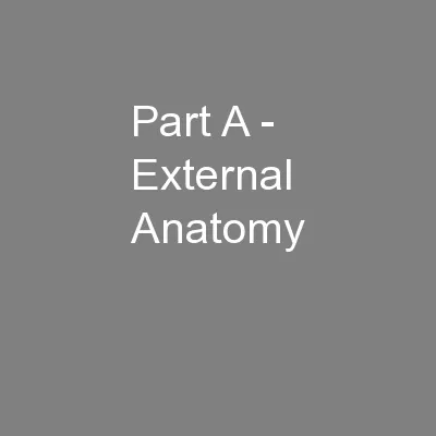 Part A - External Anatomy