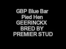 GBP Blue Bar Pied Hen GEERINCKX  BRED BY PREMIER STUD
