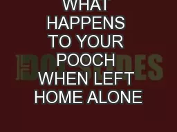 WHAT HAPPENS TO YOUR POOCH WHEN LEFT HOME ALONE
