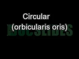 Circular   (orbicularis oris)