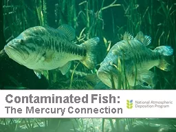 Contaminated  Fish:  The