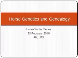 Horse Winter Series 28 February 2016