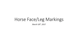 Horse Face/Leg Markings March 18