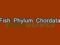 Fish  Phylum  Chordata