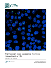 The transition zone an essential functional compartmen