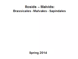 Rosids  –  Malvids : Brassicales