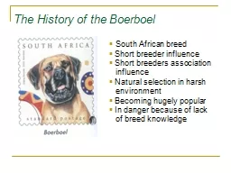 The History of the Boerboel