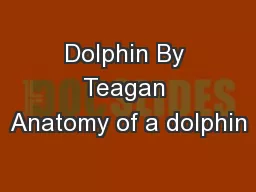 Dolphin By Teagan Anatomy of a dolphin