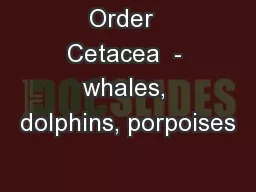 Order  Cetacea  - whales, dolphins, porpoises