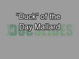 “Duck” of the Day Mallard