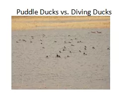 Puddle Ducks vs. Diving Ducks