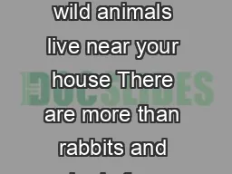What kind of wild animals live near your house There are more than rabbits and squirrels